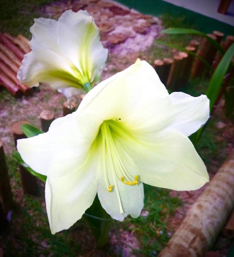 Pousada Tauane Caraíva Buitenkant foto